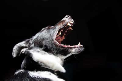 犬の夜鳴きイメージ
